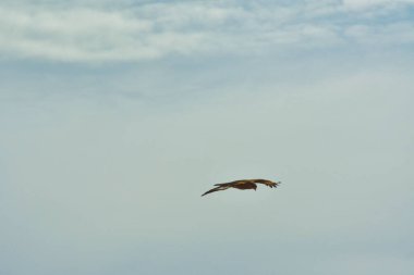 Şili patagonisi bulutlarıyla uçan mavi gökyüzünde yaygın bir akbaba. Yüksek kalite fotoğraf