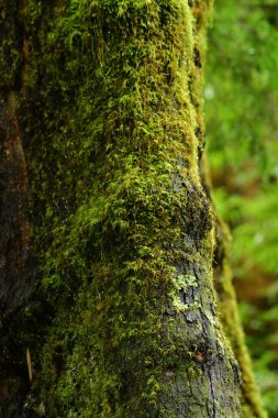 Islak ağaçlarda yeşil yosun. Patagonya, Şili yağmur ormanları. Yüksek kalite fotoğraf