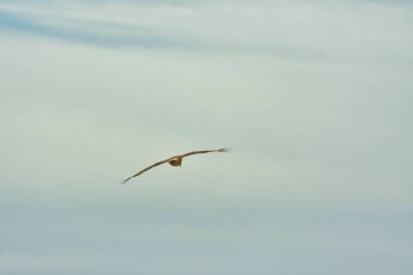 Şili patagonisi bulutlarıyla uçan mavi gökyüzünde yaygın bir akbaba. Yüksek kalite fotoğraf