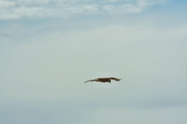 Şili patagonisi bulutlarıyla uçan mavi gökyüzünde yaygın bir akbaba. Yüksek kalite fotoğraf