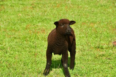 Sheep lamb on meadow in Patagonia Chile black white. High quality photo clipart