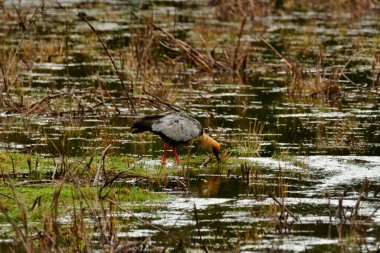 Patagonya 'daki siyah yüzlü Ibis kuşu. Şili vahşi yaşamı. Yüksek kalite fotoğraf
