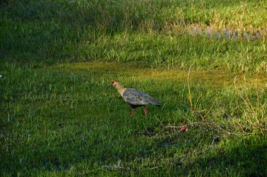 Patagonya 'daki siyah yüzlü Ibis kuşu. Şili vahşi yaşamı. Yüksek kalite fotoğraf