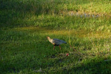 Patagonya 'daki siyah yüzlü Ibis kuşu. Şili vahşi yaşamı. Yüksek kalite fotoğraf
