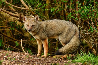 Wild fox in Chile Patagonia Beautiful Animal. High quality photo clipart