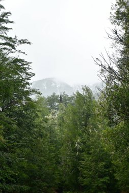 Patagonya 'daki nemli orman. Şili doğal bitki yağmuru. Yüksek kalite fotoğraf