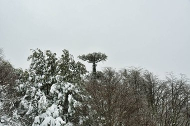 Araucania araukaria Forest in winter with snow wonderland chile patagonia. High quality photo clipart