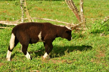 Sheep lamb on meadow in Patagonia Chile black white. High quality photo clipart