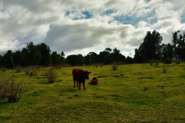 Sığırlar, Güney Amerika 'da, Patagonya' daki Meadow Willow 'da yaşıyor. Yüksek kalite fotoğraf