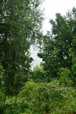 Yeşil bambu ormanı ıslak, yağmurlu, yoğun yeşil. Yüksek kalite fotoğraf