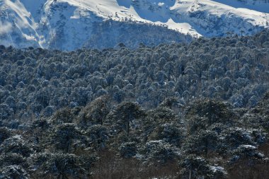 Llaima Vulcano, Conguillio Ulusal Parkı Patagonya Şili kar manzarasında. Yüksek kalite fotoğraf