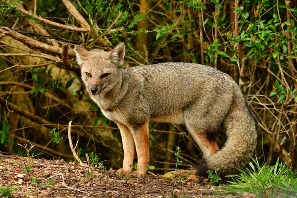 Şili Patagonya 'da vahşi tilki. Güzel Hayvan. Yüksek kalite fotoğraf