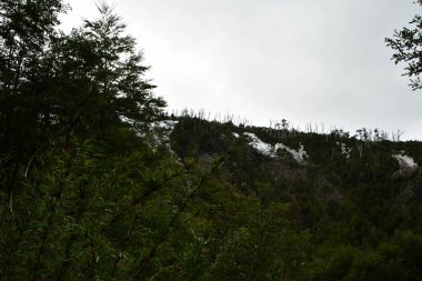 Puyehue kış tırmanışı ıslak kar bulutları orman kayak macerası. Yüksek kalite fotoğraf