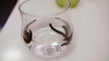 Tıbbî bir salonda Hirudotherapy. Su kavanozundaki sülükler. Yüksek kaliteli FullHD görüntüler