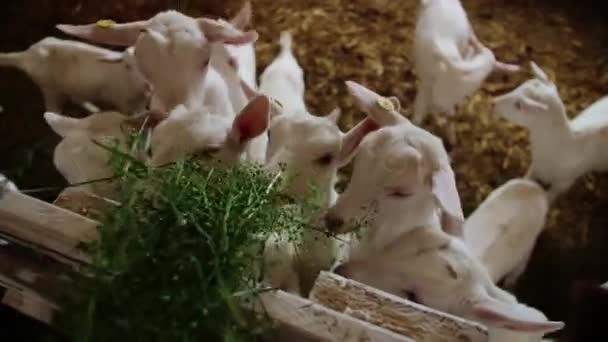 Bebé Cabras Pastando Una Pradera Personas Alimentando Cabras Una Granja — Vídeos de Stock