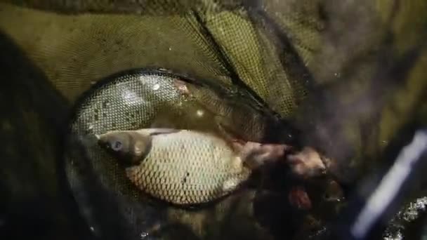 Pesca Desportiva Homem Pegou Monte Peixes Redes Pesca Pescar Perto — Vídeo de Stock