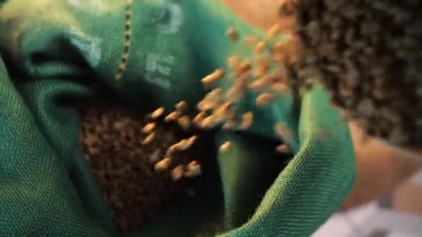 Csepegtető Zöld Kávébab Zöld Táska Organikus Arabica Esik Textiltáskában Lány — Stock videók
