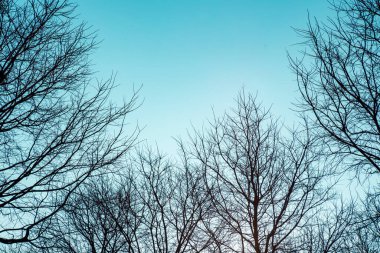 Mavi gökyüzündeki ağaç dallarının silueti. Fotokopi alanı olan çıplak ağaçların arka plan çerçevesi.