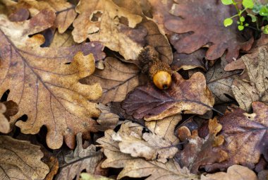 Park ın arka planında sonbahar yaprakları