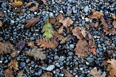 Sonbaharda yerdeki bir ağacın kuru yaprakları