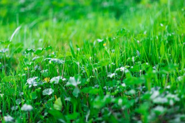Arka planda yeşil çimenler var. Sığ alan derinliği. 