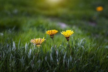 Sarı Gazania çiçekleri gün batımında yeşil çimlerde. Doğal arka plan yakın plan