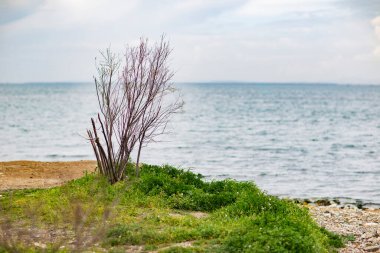 Türkiye 'de Ege kıyısında yalnız bir ağaç