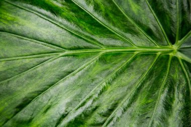 Yeşil yaprak dokusu, Alocasia esculenta çeşitlerinin yakın çekimi. doğa soyut makro arkaplan