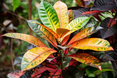 Bahçede çeşitli yapraklar, çok renkli tropik bitkiler var.