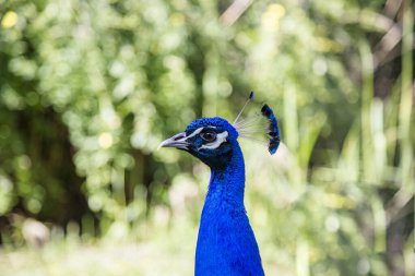 Parktaki tavus kuşu, doğa arka planındaki güzel tavus kuşunun portresi. Yakın çekim tavus kuşu (Pavo kristali)