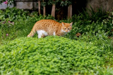 Zencefilli kedi bahçede çimenlerde yürüyor.