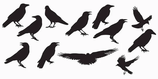 Eps10 Arka Plan Dekorasyonu Için Siyah Beyaz Renkli Crow Vektör — Stok Vektör