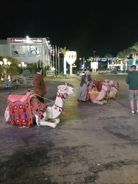 Mısır 'da Noel' de develer