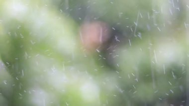 Yeşil zeminli soğuk yağmur damlacıkları