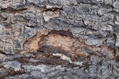 Desenli ağaç konsepti - Neem ağacı