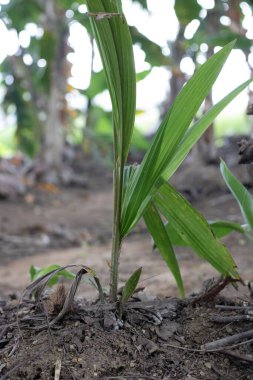 Erken dönem hindistan cevizi ağacı dikimi 