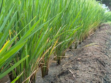 Tarım aşaması çeltik mahsulü. Kahverengi kumlu yeşilimsi yapraklar.