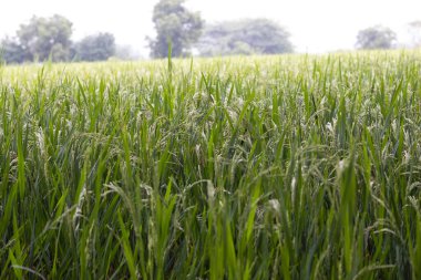 Çeltik tarımı öncesi aşama, yeşil manzara