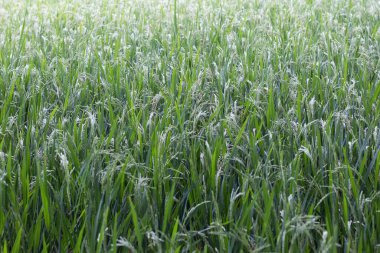 Çeltik tarımı öncesi aşama, yeşil manzara