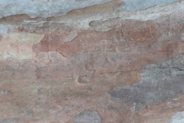 Guava ağacı desenli yakın çekim