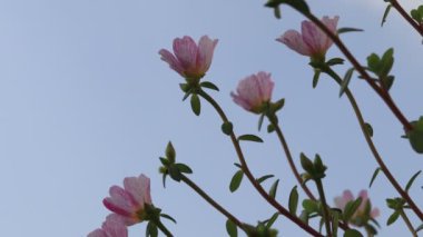 Pembe çiçekler havada esiyor. Mavi gökyüzünü kaplayan alçak açılı bir manzara.