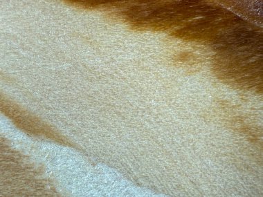 Koyu ve hafif kahverengimsi beyaz arkaplan dokusu bir kontrplaktan elde edilir.