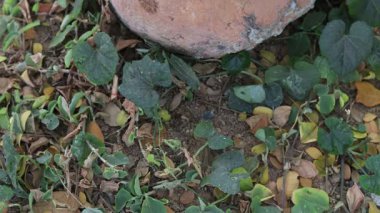 Çevreye plastik atık atan bir adam, bunu yapmadığının farkına varır.