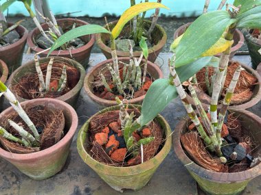 Tuğla taş ve hindistan cevizi atıkları kullanarak, tencerede toprak olmadan büyüyen dendrobiyumun göstergesi