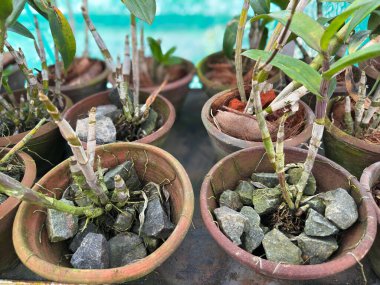 Tuğla taş ve hindistan cevizi atıkları kullanarak, tencerede toprak olmadan büyüyen dendrobiyumun göstergesi