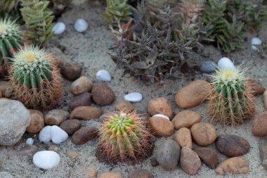 Oroya Peruviana bahçede gelişigüzel sıralanmış taşlarla büyüyor.