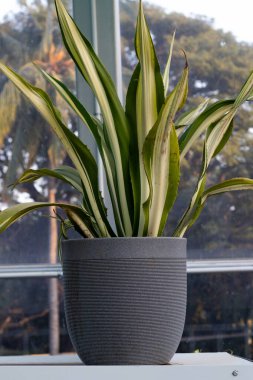 Dracaena, cam binanın arkasında yeşil ve sarı yaprakları gri bir tencerede saklanmış kapalı bir bitki.