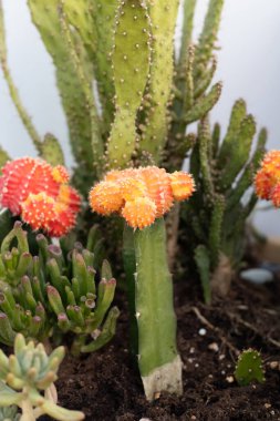 Bahçeye yerleştirilmiş mermer bir kasede pembe kaktüs çiçeği.