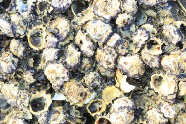 Plajdaki siyah kaya taşına yapıştırılmış istiridye kabuğunun tam kare makro fotoğrafı.