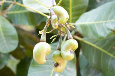 Erken dönem kaju ağacında, 3 parça.